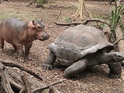 1-hippo-follows-tortoise.gif