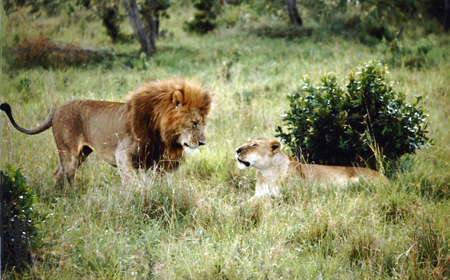 The lion and the lioness seem to be saying 'Hello'.