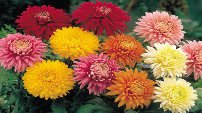 A variety of chrysanthemums colors.
