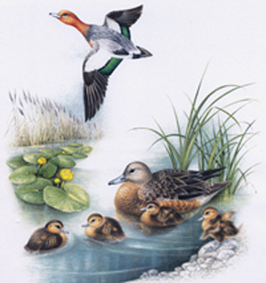 Ducks in a marsh.