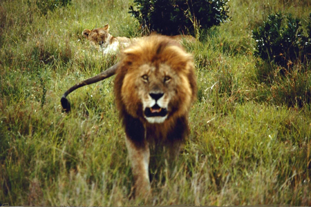 The lion wants the strangers to get away from his area.