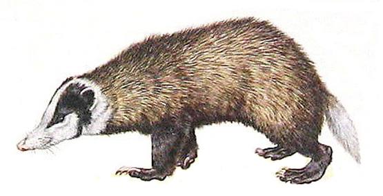 A hog badger.