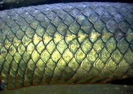 Example of imbricating fish scales.