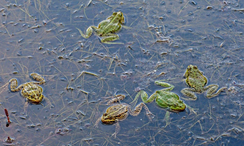 Frogs in the stream.