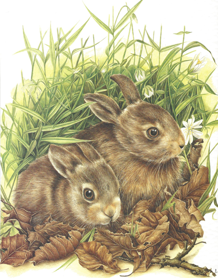 Two rabbits in the grass.