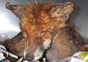 A dog is suffering with sarcoptic mange.