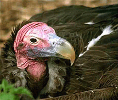 A vulture is seen close up with strong beak for tearing flesh of dead animal apart for eating.