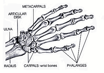 Bones or bone structure of the hand.