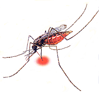 Mosquito with stylet or fascicle in the skin