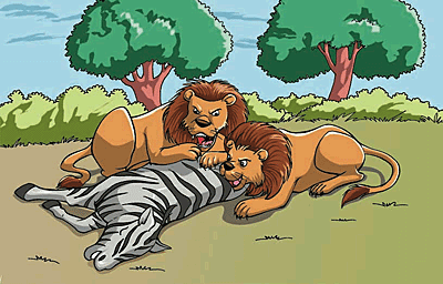 Two lions in a zoophagous as they are consuming a zebra.